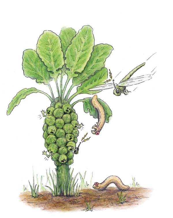 
Some plants "call" for backup whenever they're attacked.
